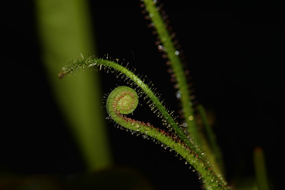 Drosera filiformis (Nordamerika)