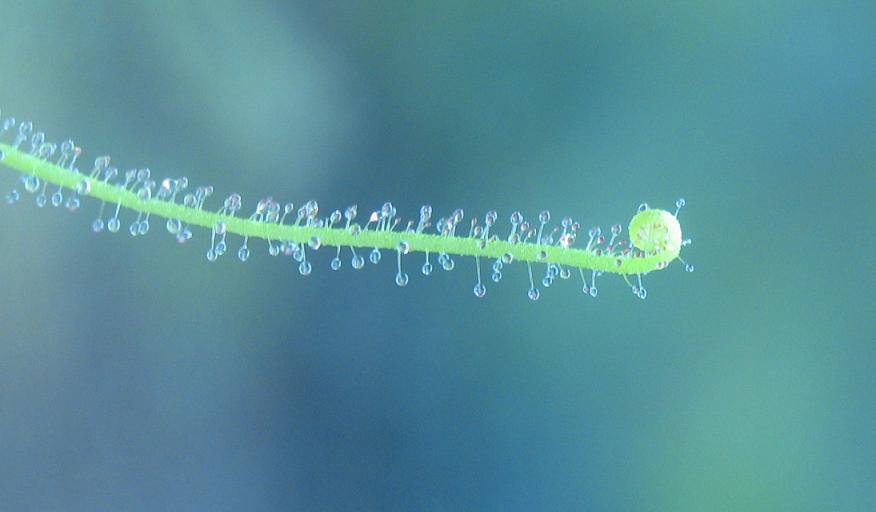 drosera filiformis ssp. filiformis