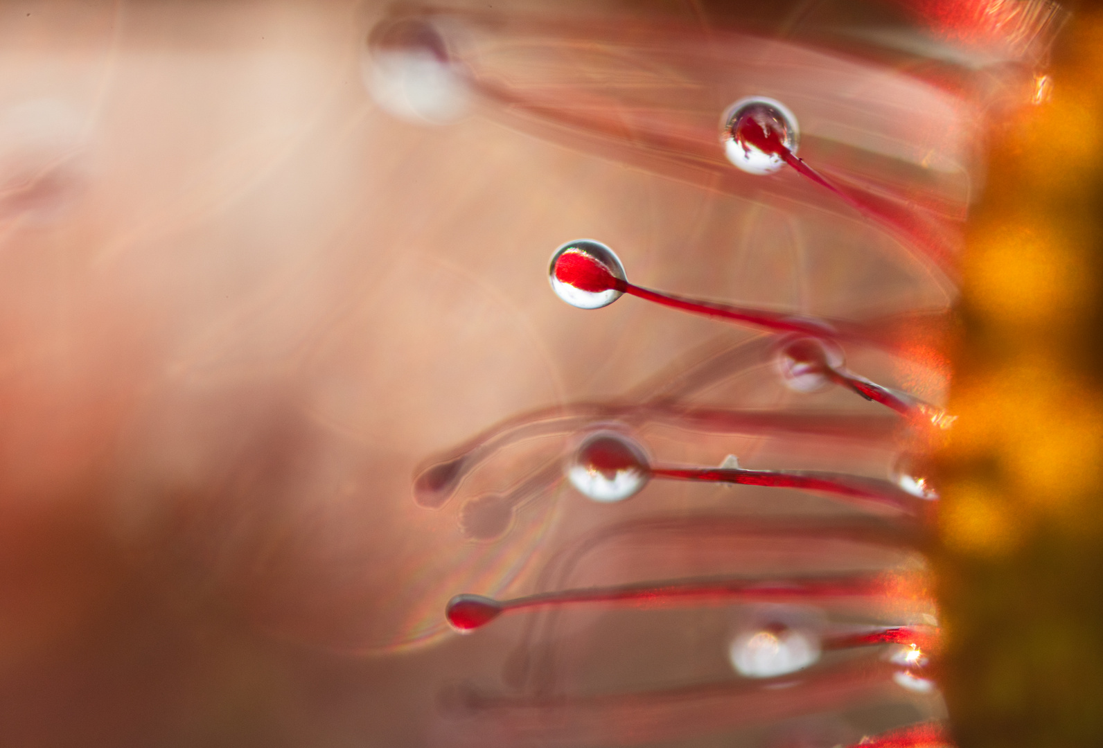 ____drosera intermedia_______