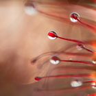 ____drosera intermedia_______