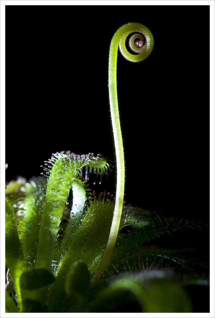 Drosera - Langblättriger Sonnentau