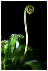 Drosera - Langblättriger Sonnentau