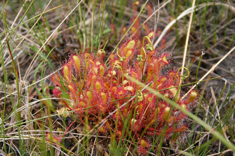 Drosera longifolia