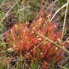 Drosera longifolia