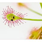 Drosera madagascariensis mit ein bisschen alter Beute :-)