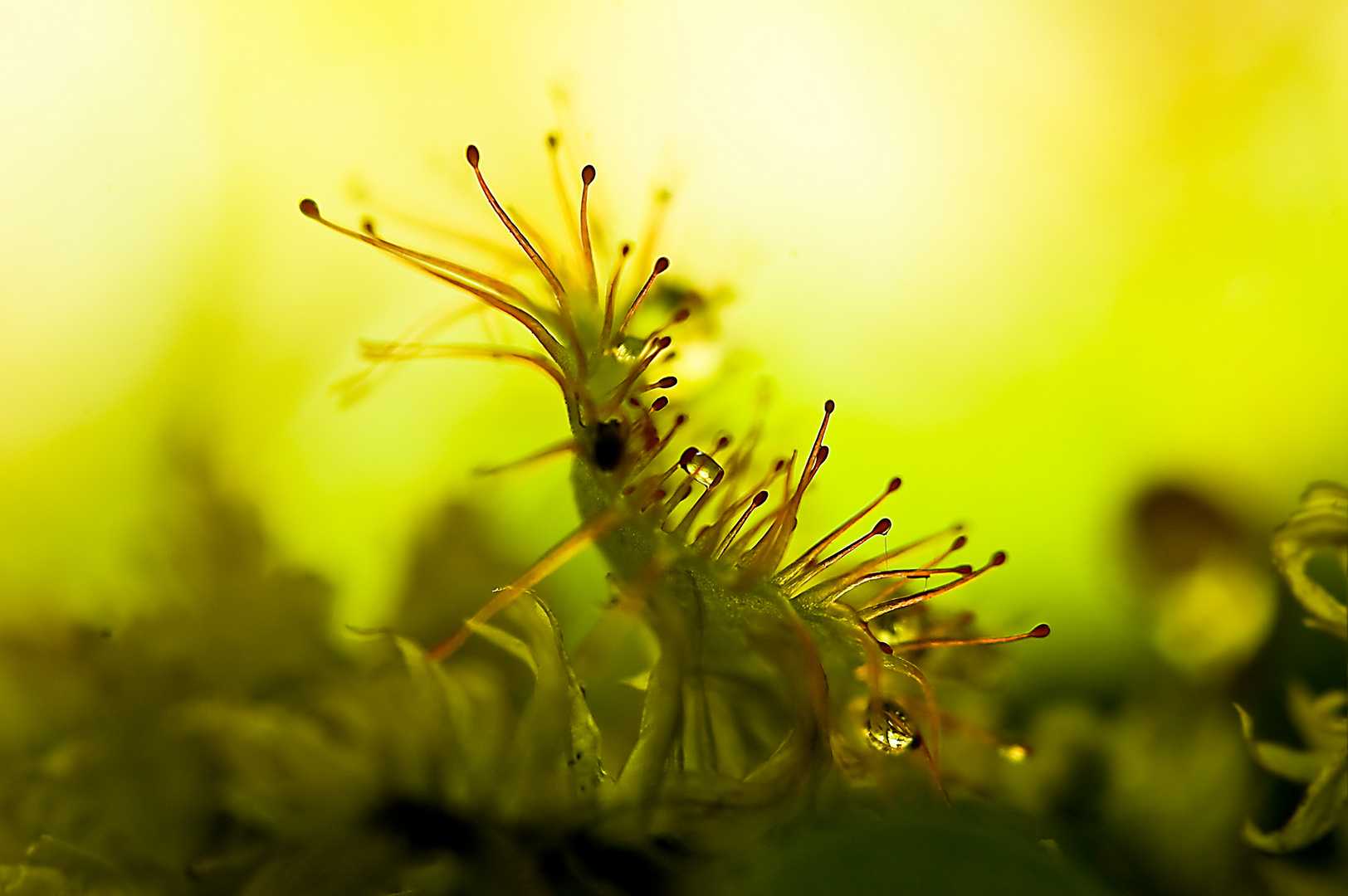 Drosera rotundifolia