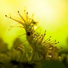 Drosera rotundifolia