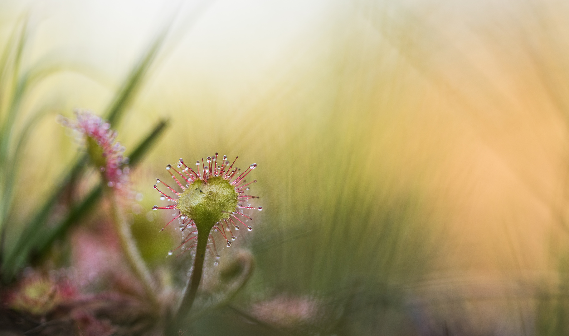 __drosera rotundifolia_____