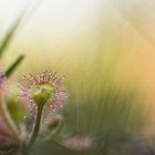 __drosera rotundifolia_____