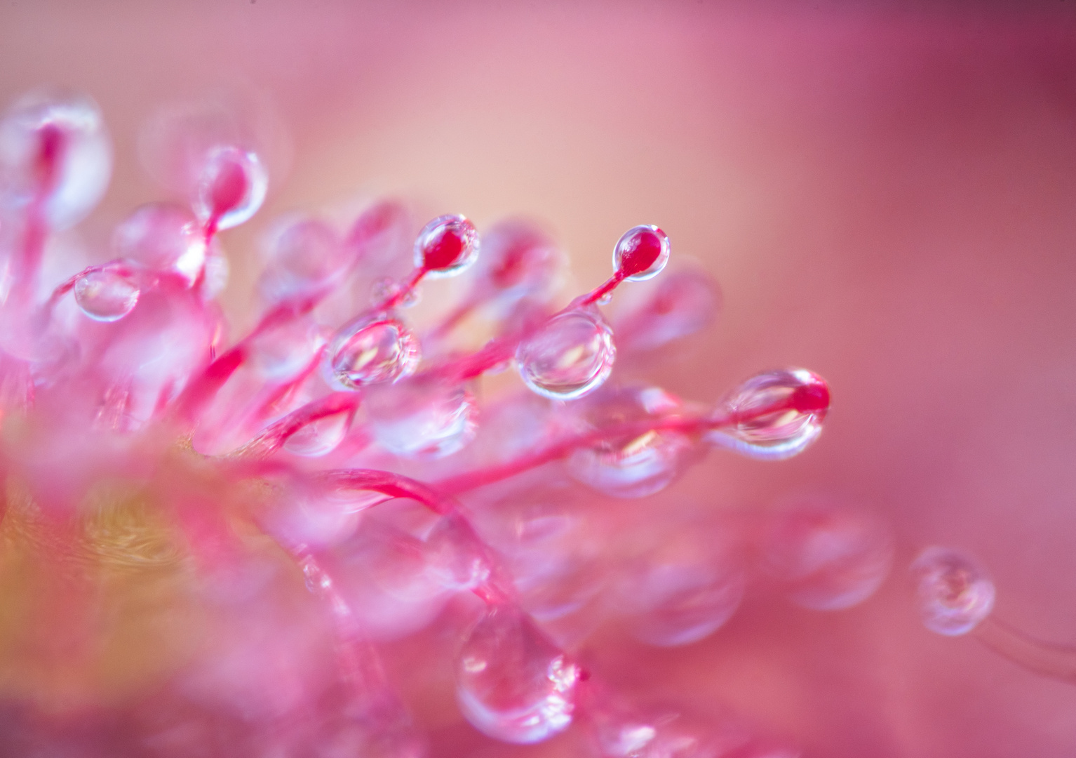 ___drosera rotundifolia_________