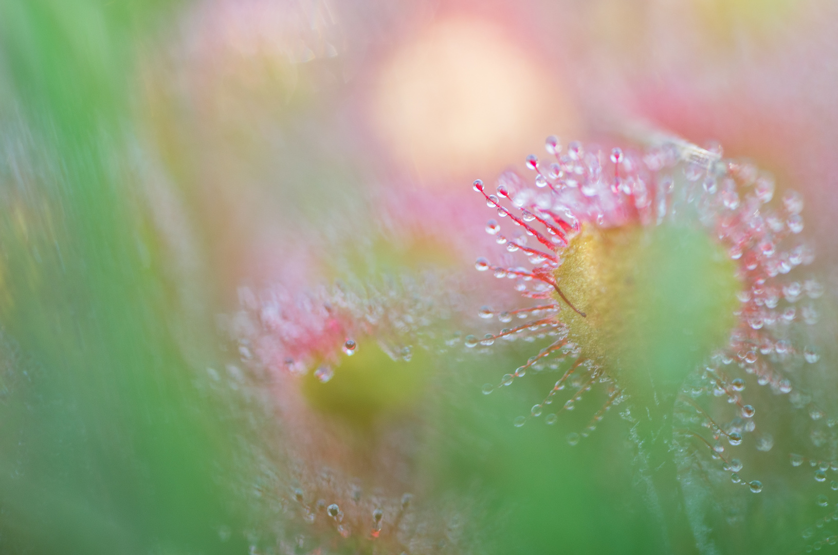 drosera rotundifolia