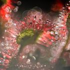 ____drosera rotundifolia________