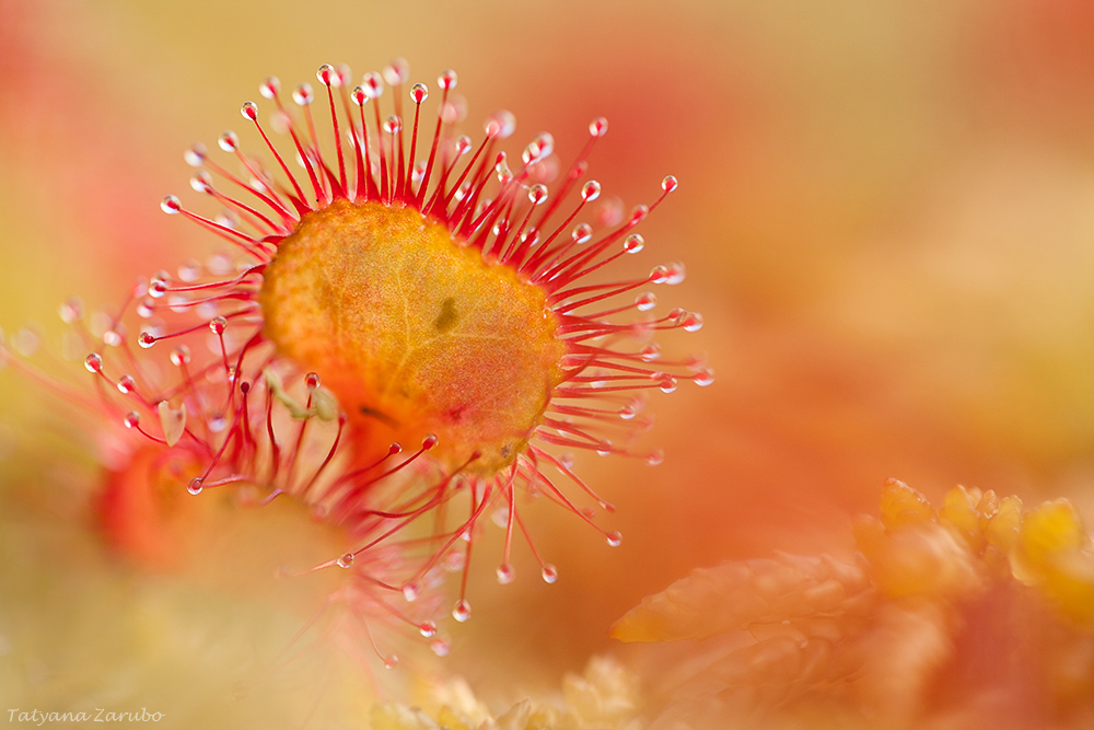 Drosera rotundifolia