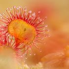 Drosera rotundifolia