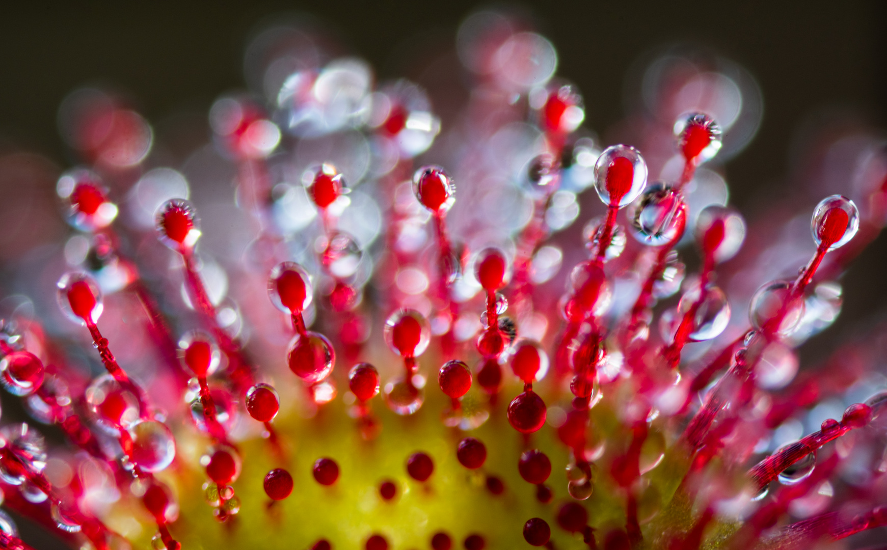 ____drosera rotundifolia_______