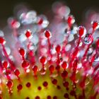 ____drosera rotundifolia_______