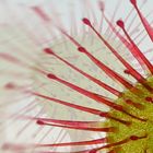 Drosera rotundifolia