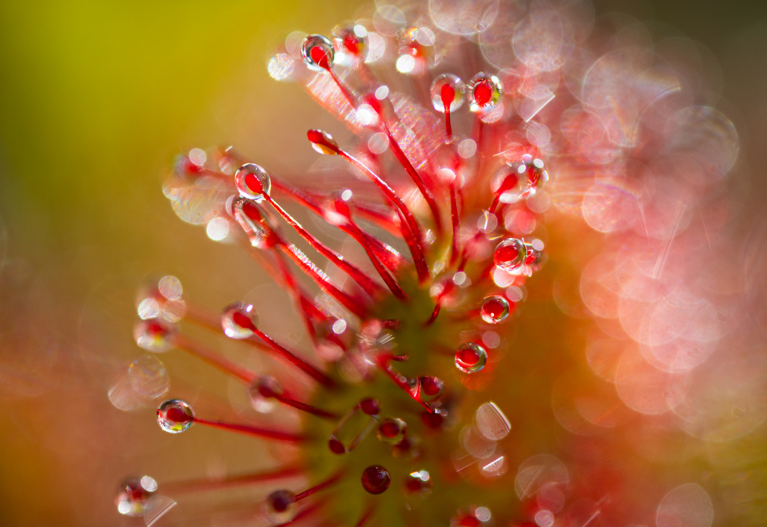 ____drosera rotundifolia__________