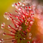 ____drosera rotundifolia__________