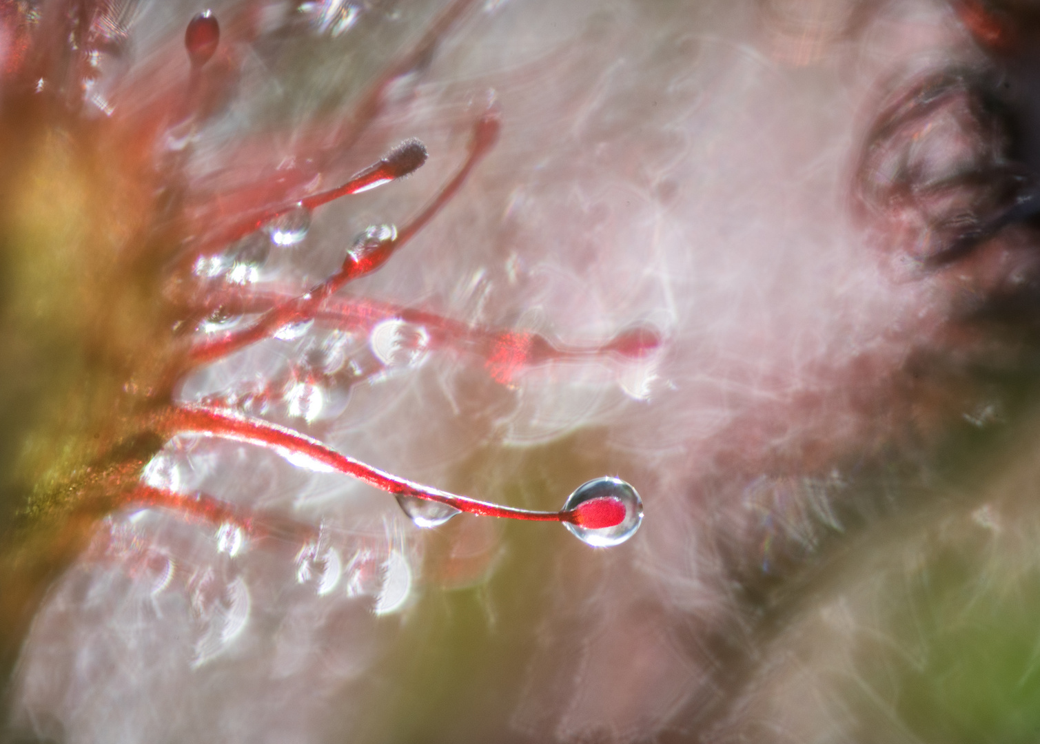 __drosera rotundifolia_____