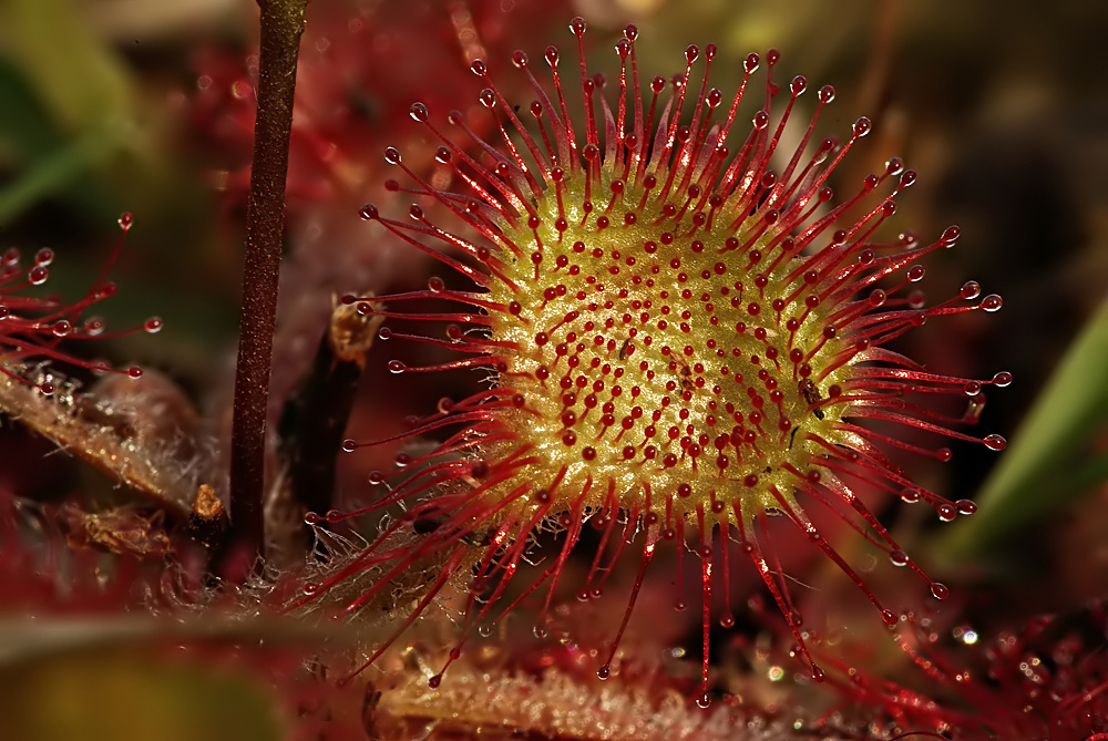 Drosera rotundifolia