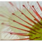 Drosera rotundifolia