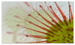 Drosera rotundifolia