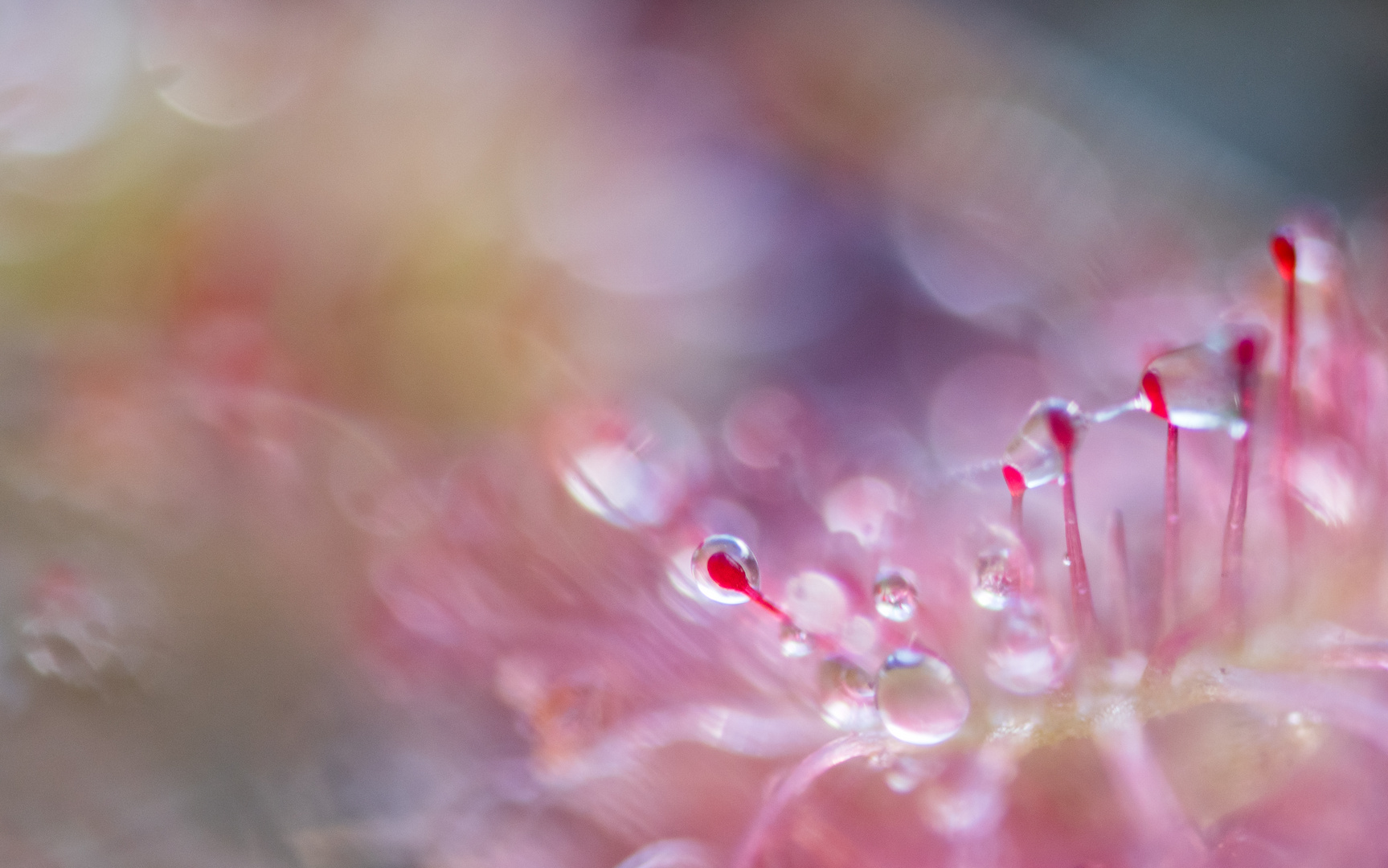 __drosera rotundifolia___