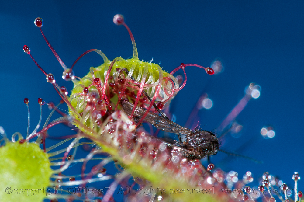 Drosera rotundifolia