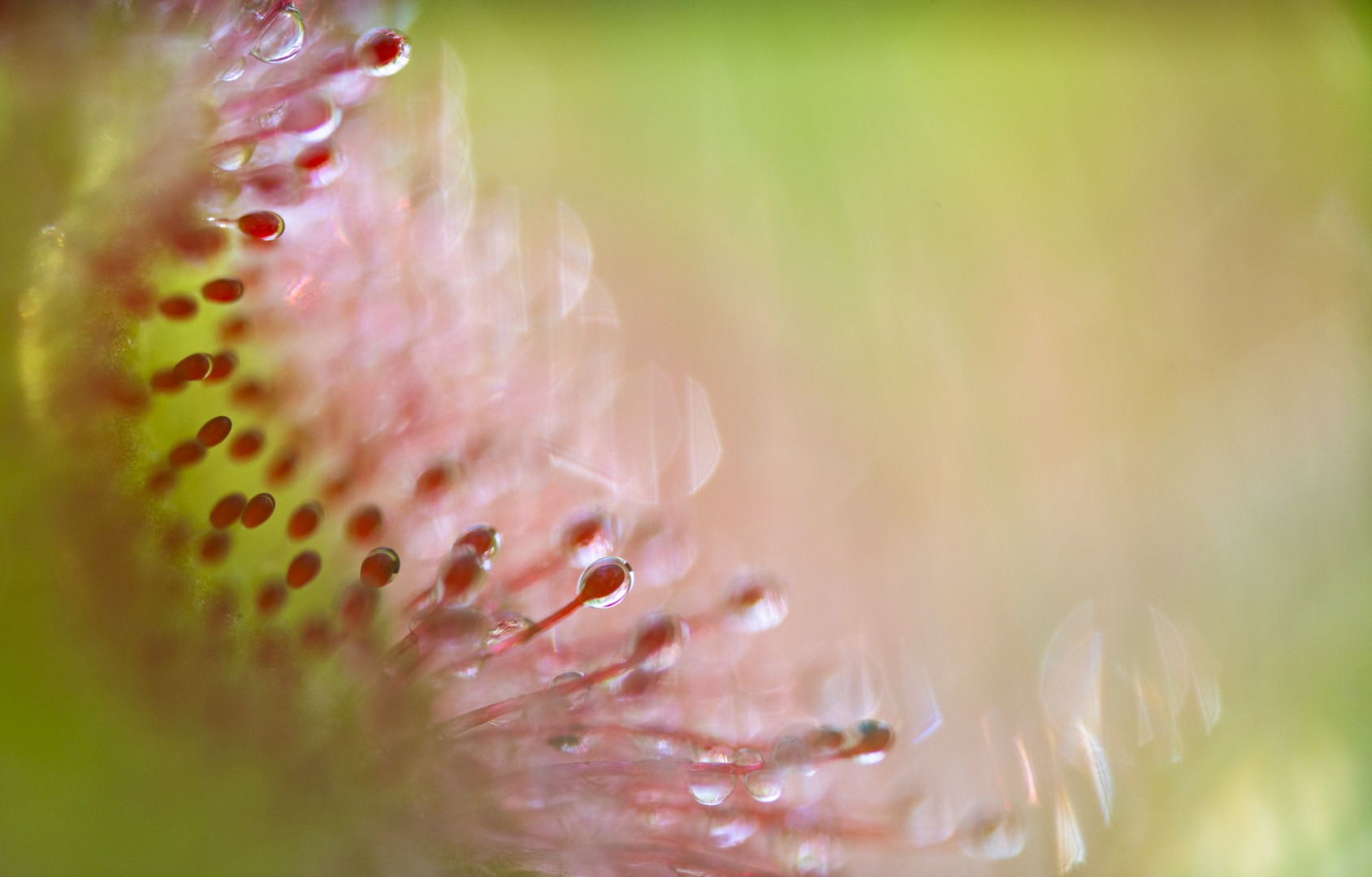 ____drosera rotundifolia_______