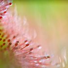 ____drosera rotundifolia_______