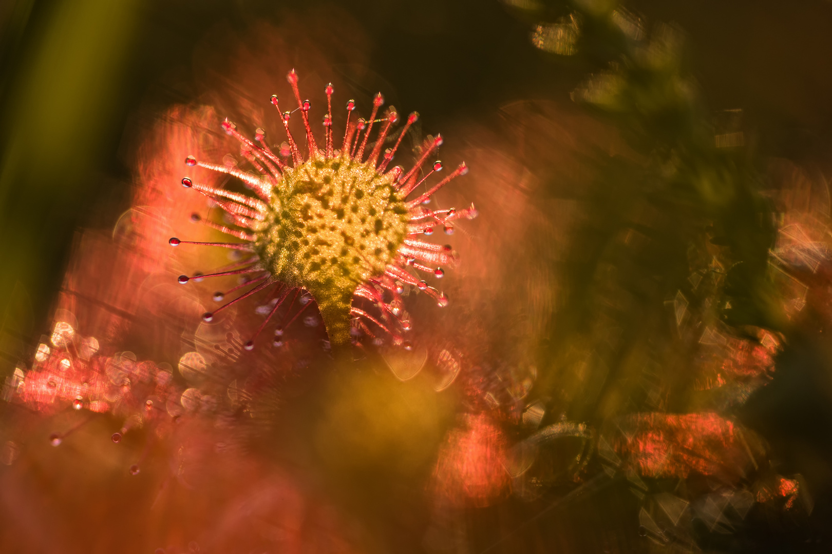 ___drosera rotundifolia___