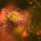 ___drosera rotundifolia___