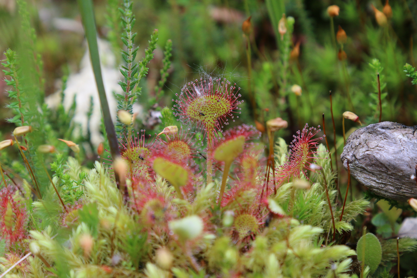 Drosera rotundifolia