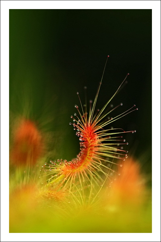 Drosera scorpioides