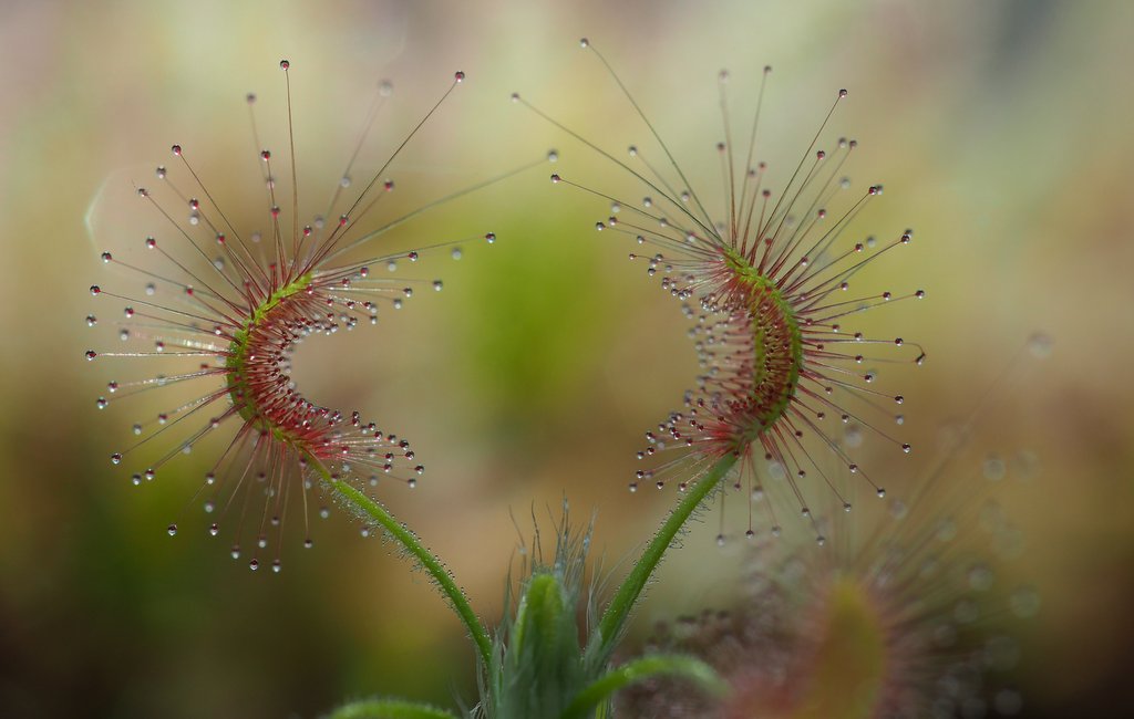 Drosera scorpioides 2