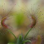 Drosera scorpioides 2