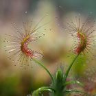 Drosera scorpioides