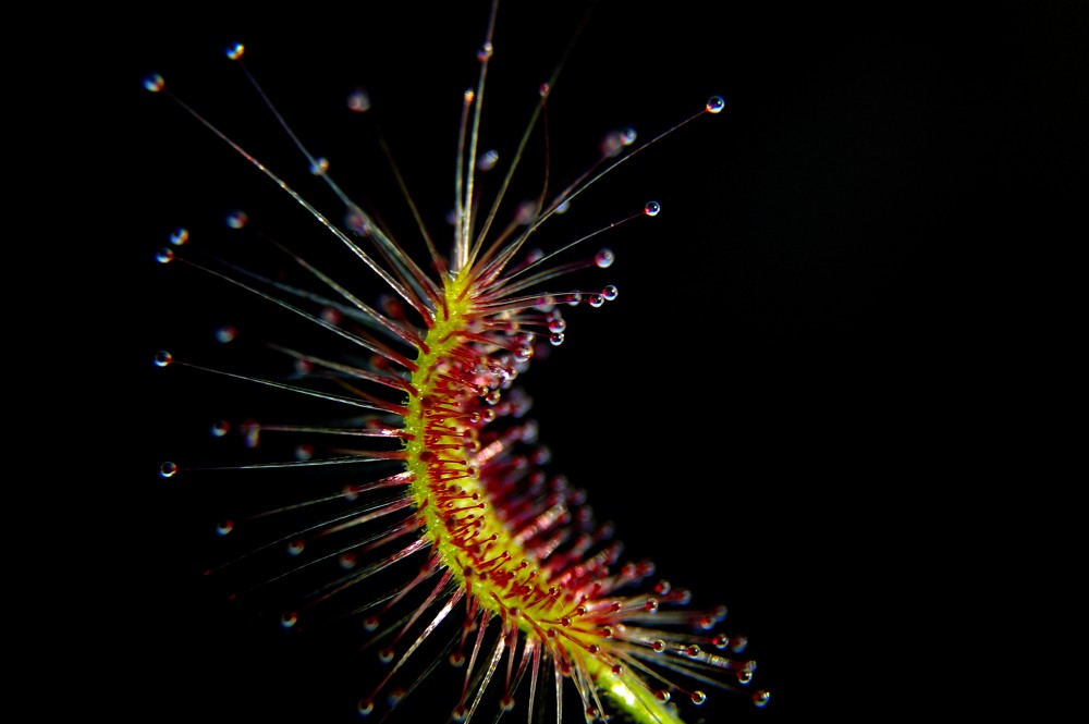 Drosera scorpioides