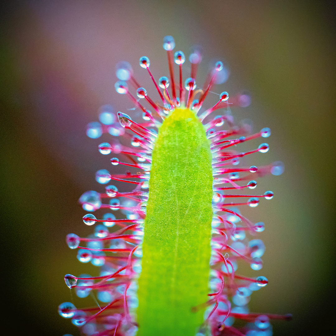 Drosera (Sonnentau)