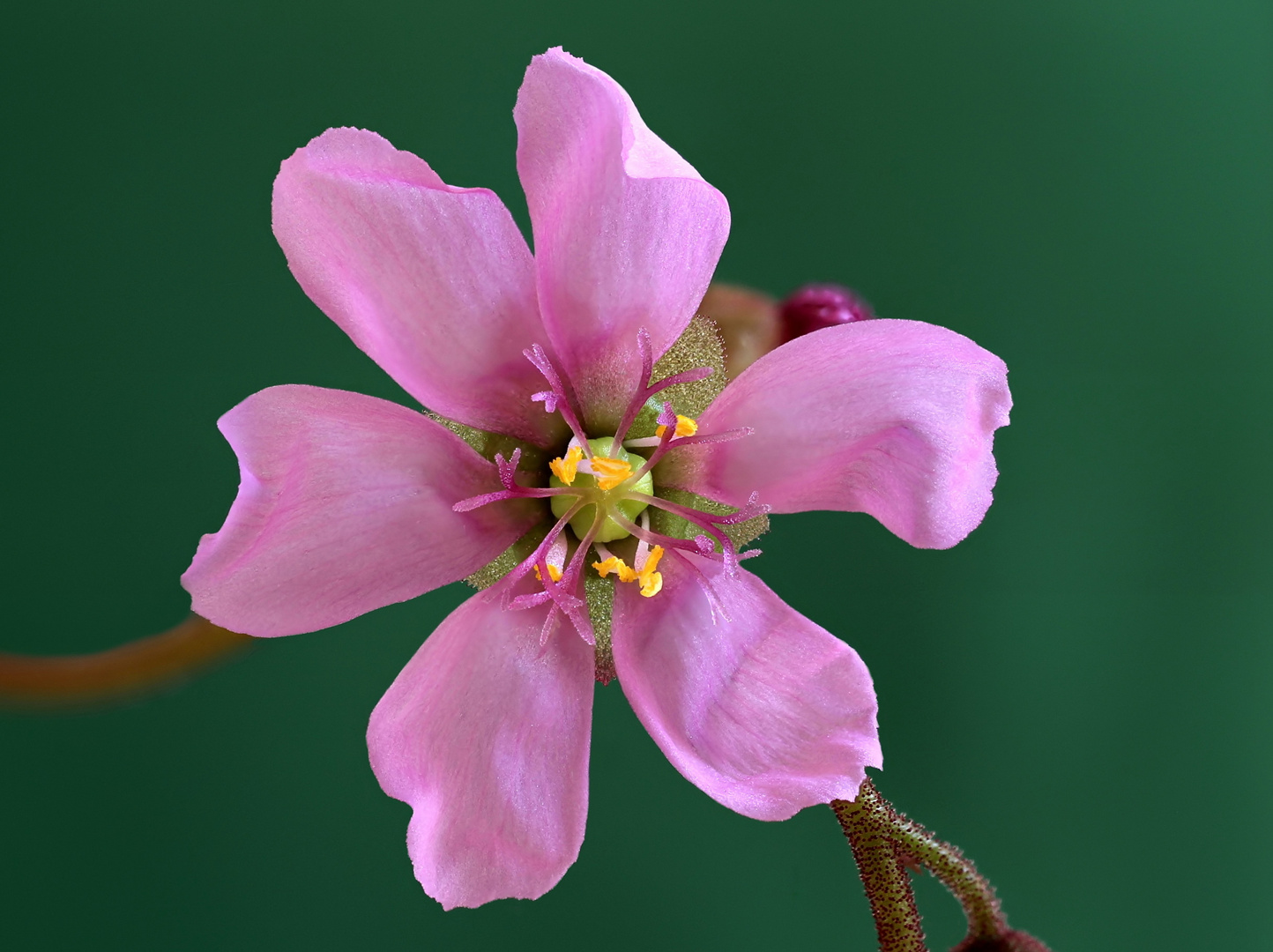 Drosera Spatulata -Einzelblüte