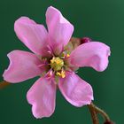 Drosera Spatulata -Einzelblüte