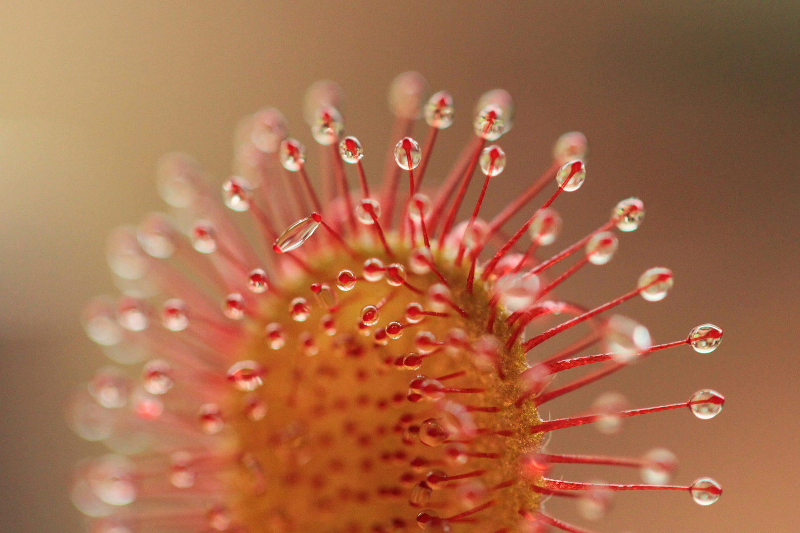 Drosera venusta