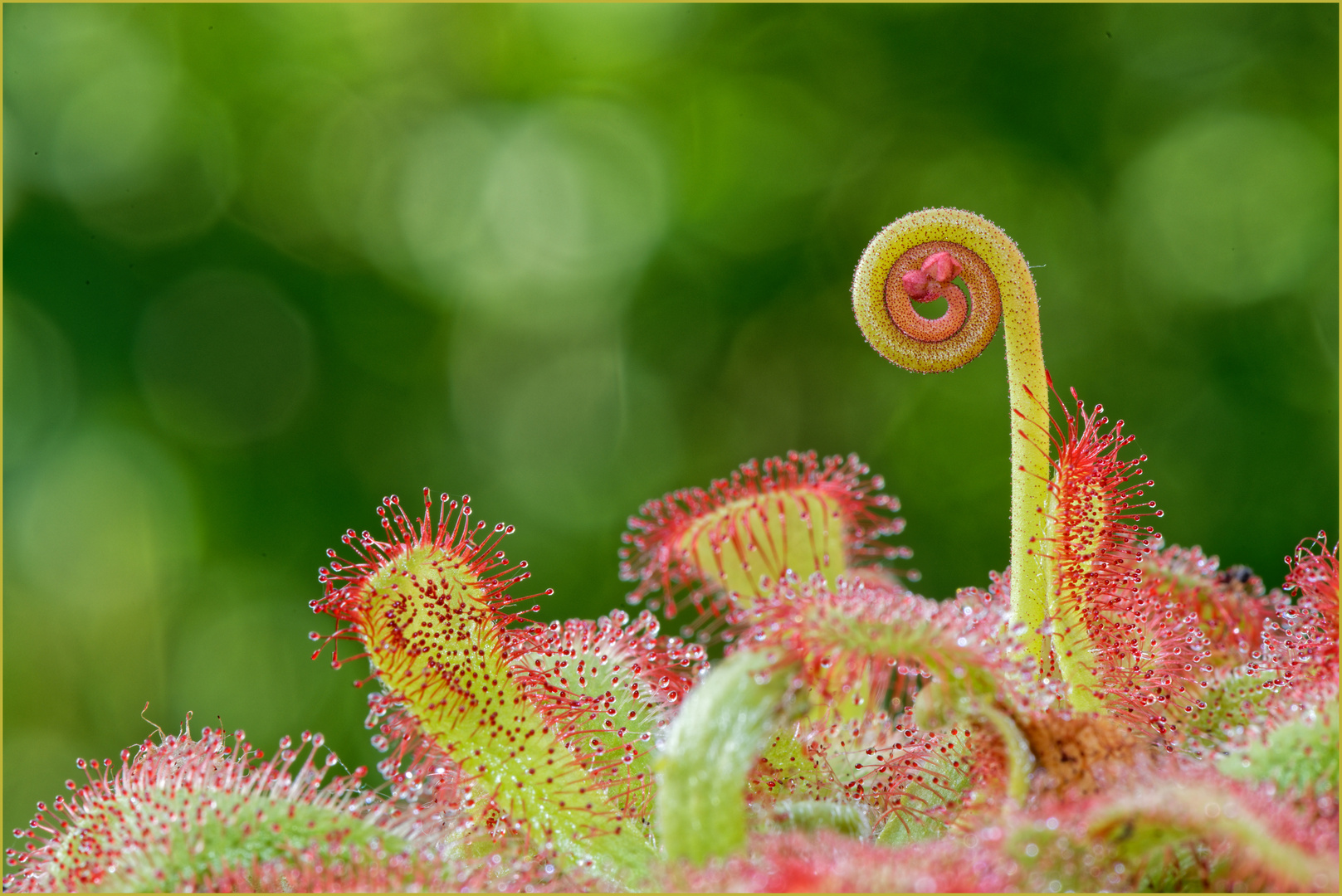 Drosera venusta, eine Blüte entwickelt sich