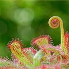 Drosera venusta, eine Blüte entwickelt sich