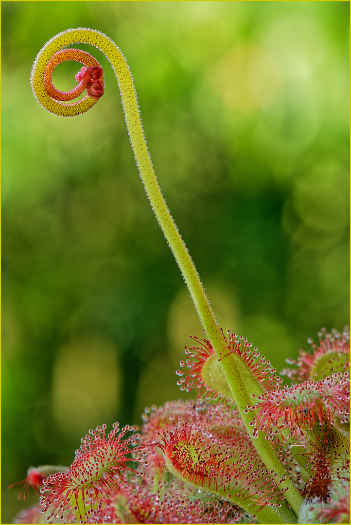 Drosera venusta, eine Blüte entwickelt sich, dritter Versuch