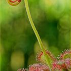 Drosera venusta, eine Blüte entwickelt sich, dritter Versuch