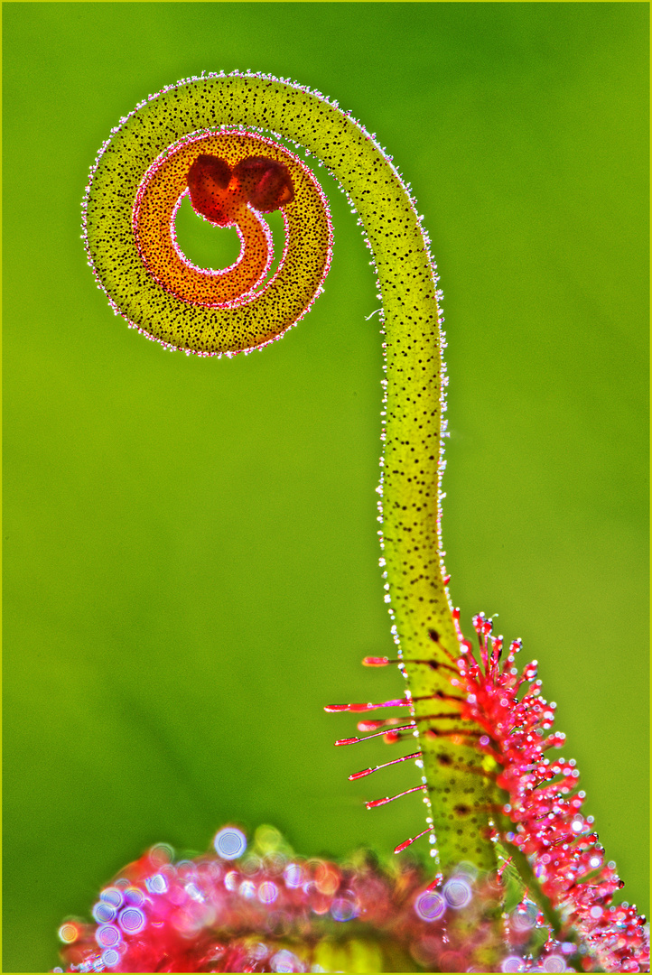 Drosera venusta, eine Blüte entwickelt sich, zweiter Versuch