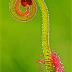 Drosera venusta, eine Blüte entwickelt sich, zweiter Versuch