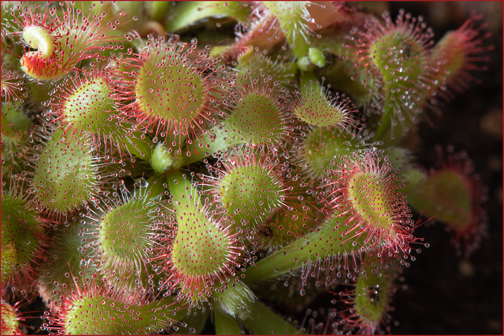 Drosera Venusta